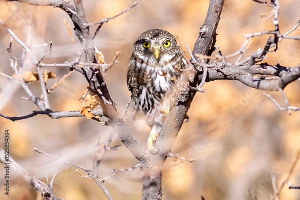 Obraz A wild northern pygmy owl perched in a tree in a park in Colorado.