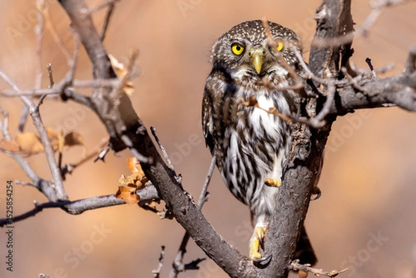 Obraz A wild northern pygmy owl perched in a tree in a park in Colorado.