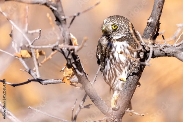 Obraz A wild northern pygmy owl perched in a tree in a park in Colorado.