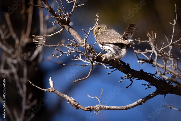 Obraz A wild northern pygmy owl perched in a tree in a park in Colorado.