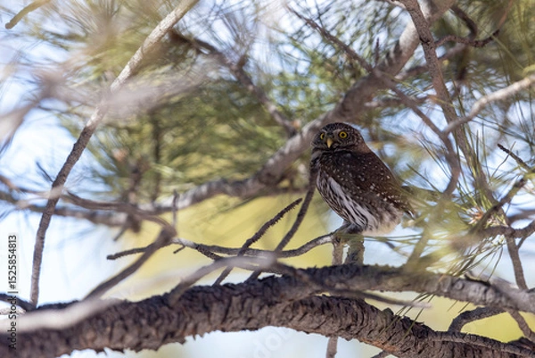 Obraz A wild northern pygmy owl perched in a tree in a park in Colorado.