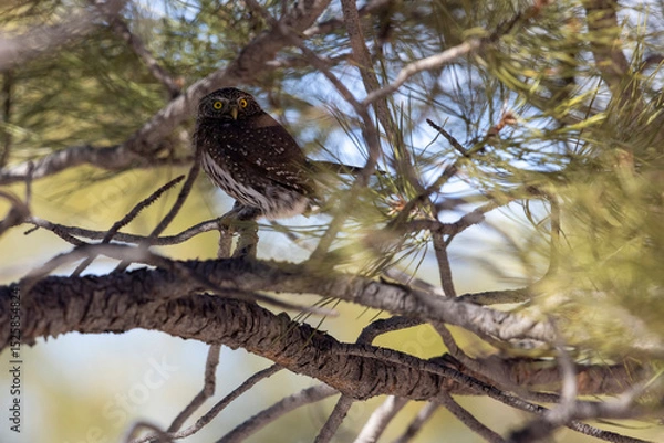 Obraz A wild northern pygmy owl perched in a tree in a park in Colorado.
