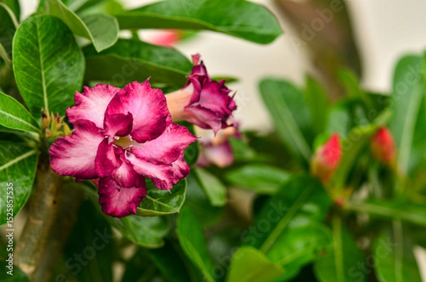 Obraz Blask red colur Desert Rose