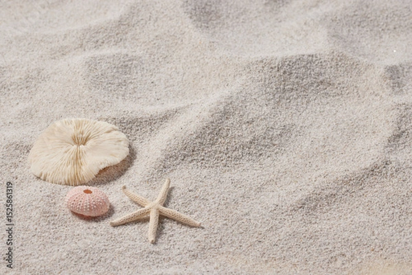 Fototapeta Seashells and Starfish on Soft Beach Sand – Minimal Summer Nature Background.