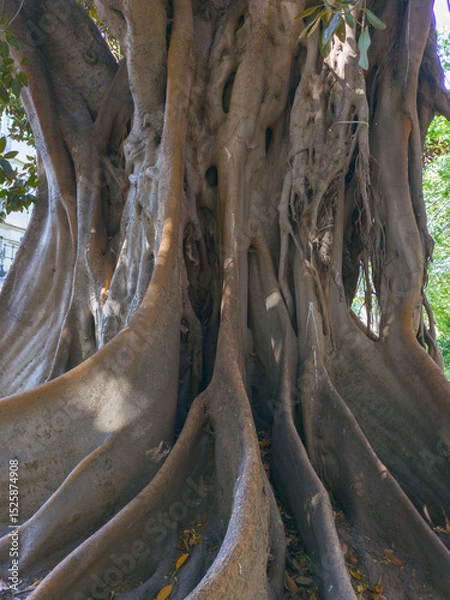 Fototapeta Giant sturdy roots and trunk of a Moreton Bay Fig Tree. Ficus macrophylla or Moreton Bay fig
