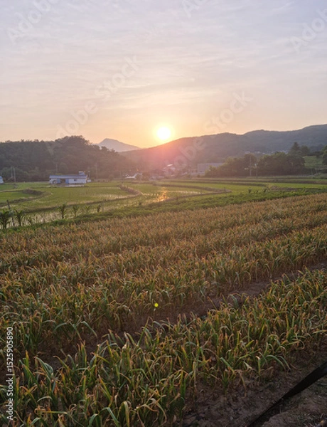 Fototapeta Rural scenery in spring with sunset