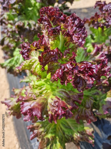 Fototapeta This is a field planted with red lettuce.