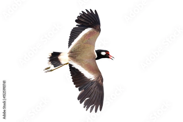 Fototapeta Red-wattled Lapwing flying isolated on transparent background png file