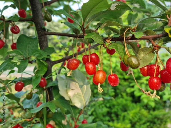 Fototapeta Ripe Autumn Olive Berries (Elaeagnus Umbellata) growing on a branch . oleaster