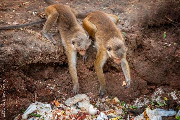 Fototapeta Monkey foraging through waste in an urban environment during midday in a wildlife area