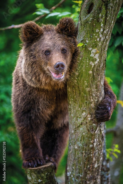Fototapeta Close Bear cub clings to the side of the tree. Wildlife scene from nature