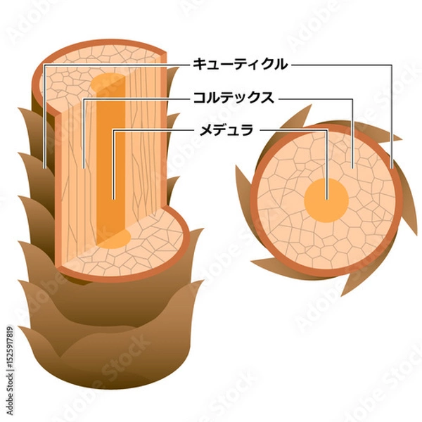 Obraz 髪の毛の断面