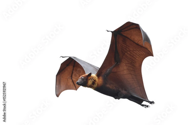 Fototapeta Bat flying isolated on transparent background.