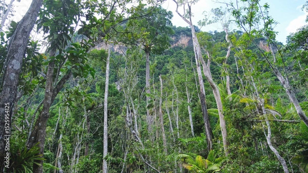 Fototapeta The greenery rainforest and the river from boat view in Surat Thani, Thailand