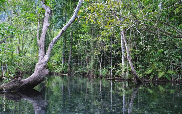 Fototapeta The river and greenery rainforest from boat view in Surat Thani, Thailand