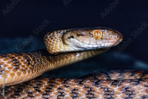 Obraz Close up of Australian Brown Tree Snake