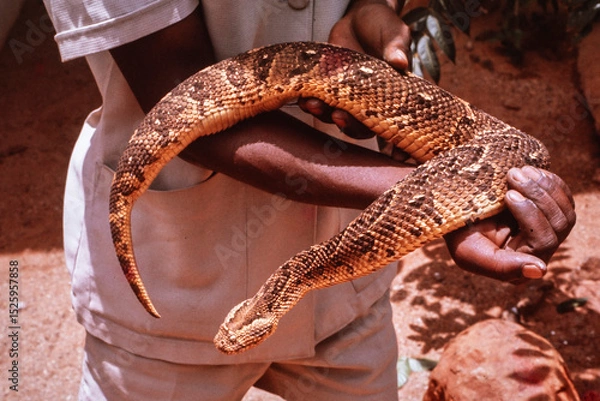 Obraz African Puff Adder being handled by a snake handler
