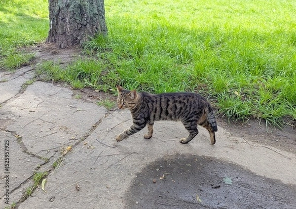 Obraz A cat on a city street. Walking along a spring street, I met a beautiful gray short-haired cat. Cute and friendly. Lives nearby. But loves to walk along the street - a birch alley