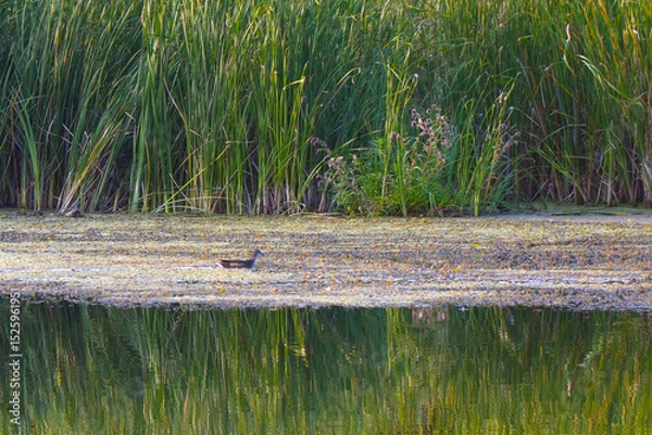 Obraz Small grey ducks swim in front of the reeds, feed and eat their food.