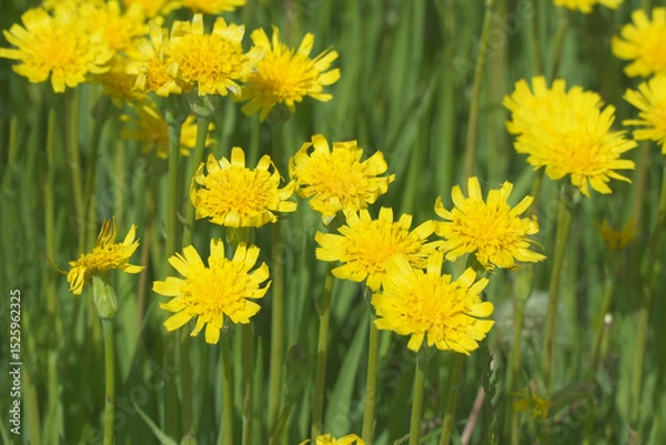 Obraz A clearing of bright yellow flowers in a green meadow