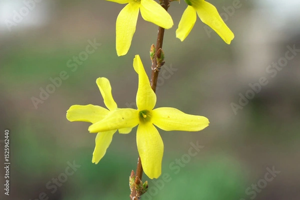 Obraz Yellow Forsythia Flowers in Bloom