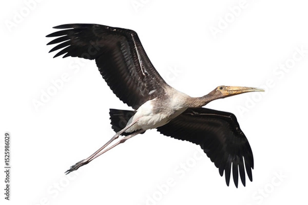Fototapeta Beautiful flying Painted Stork isolated on transparent background png file