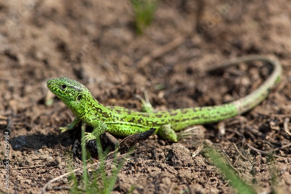 Obraz Sand Lizard, Lacerta agilis