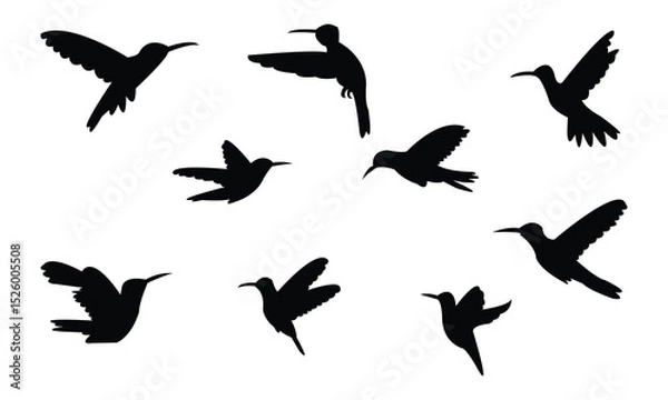 Fototapeta Flying Amazilia hummingbird Silhouette Design  And Vector Illustration. 