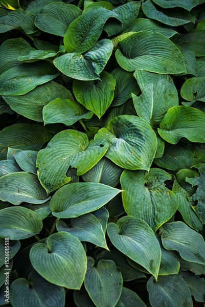 Obraz Feuilles d’hosta – Texture végétale en plein cadre