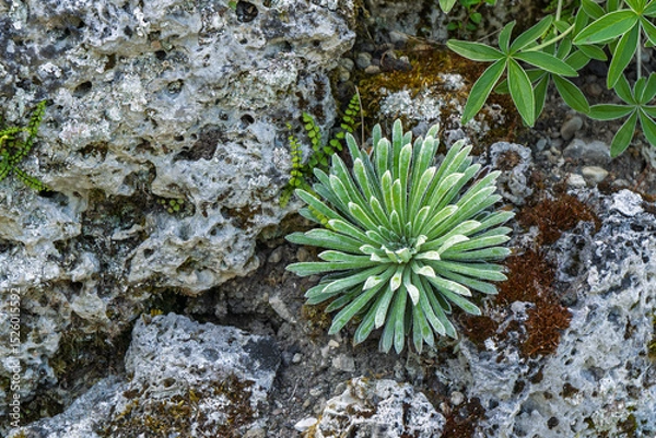 Obraz Plante grasse dans un jardin de rocaille ensoleillé
