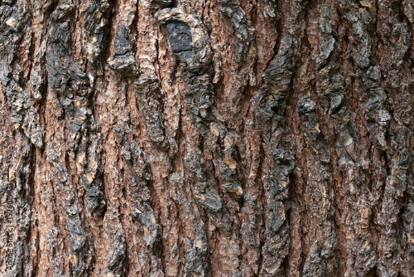 Obraz Tronc de cèdre majestueux – Texture d’écorce en plein cadre
