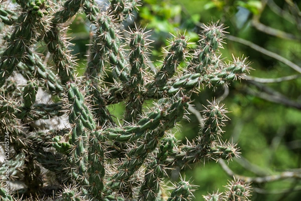 Obraz Cactus dans un jardin de rocaille ensoleillé
