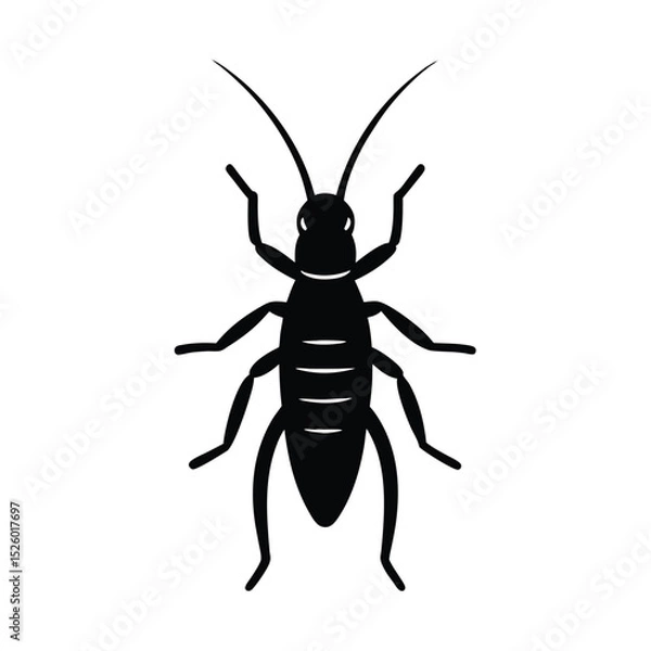 Obraz black beetle isolated on white background