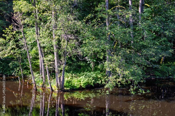 Obraz Lake in a lush green deciduous forest a sunny summer day