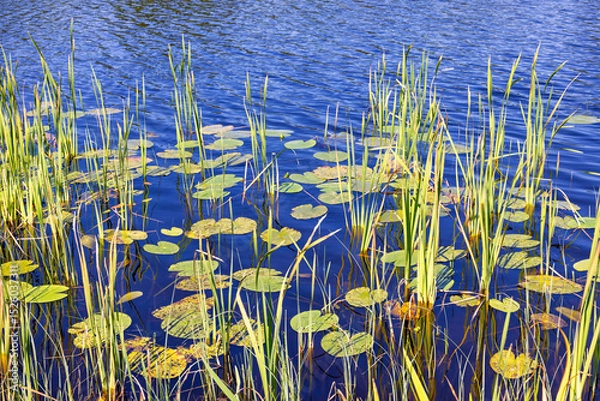 Obraz Water plants and lily pads at a lakeshore in the summer
