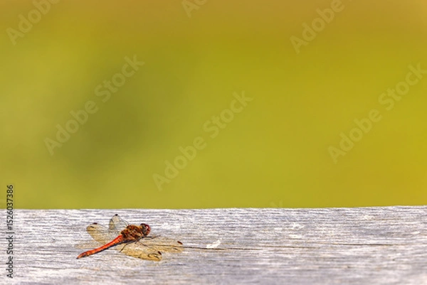 Obraz Red dragonflies with spread wings in the summer