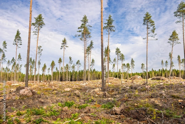 Obraz Clearcutting with pine seed trees in the summer