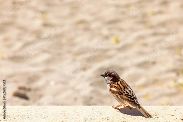 Obraz House sparrow sitting in the sunshine on a wall