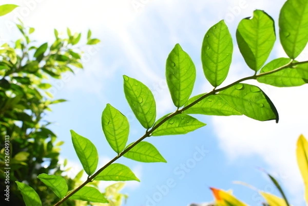 Fototapeta green leaf with water drop in the garden, blue sky and white cloud background in springtime