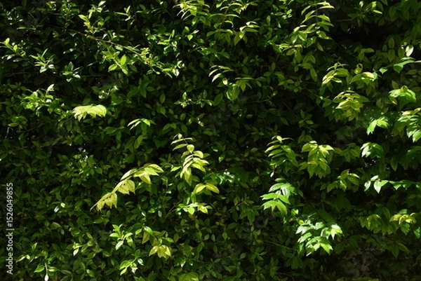 Fototapeta green leaf fence in the garden, natural background in springtime