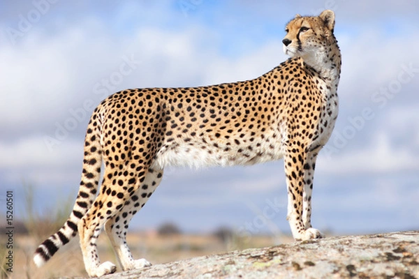 Fototapeta Gepard 1