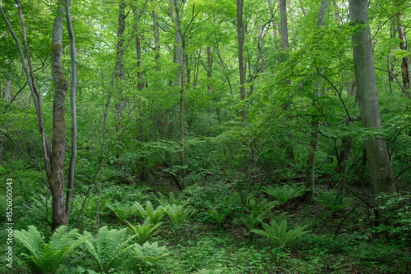 Fototapeta 深い森の中