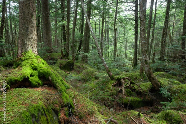 Obraz 深い森の中、苔の森、白駒の池