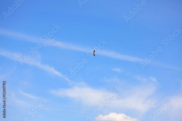 Fototapeta bird on the blue sky