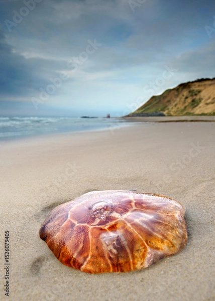 Fototapeta a big picturesque red jellyfisch on the beach near the sea