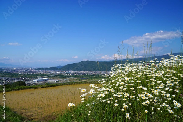 Fototapeta 姨捨の棚田　田植えシーズン