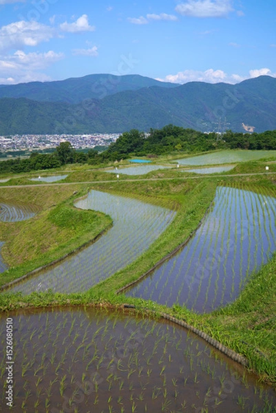 Fototapeta 姨捨の棚田　田植えシーズン