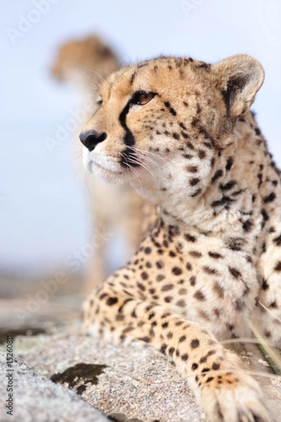 Fototapeta Gepard 3