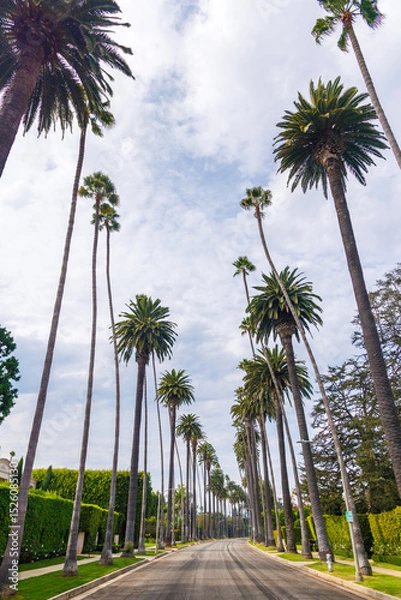 Fototapeta Iconic Beverly Hills street lined with towering palm trees under a bright sky
