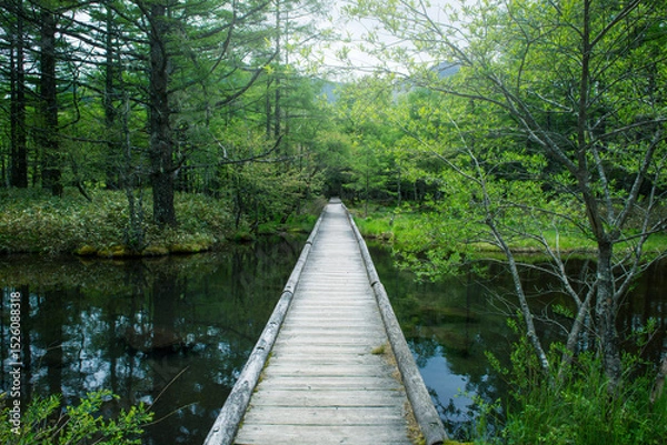 Obraz 森の中の静かな湖